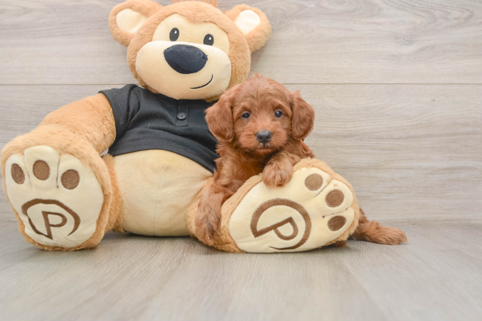 Best Cavapoo Baby