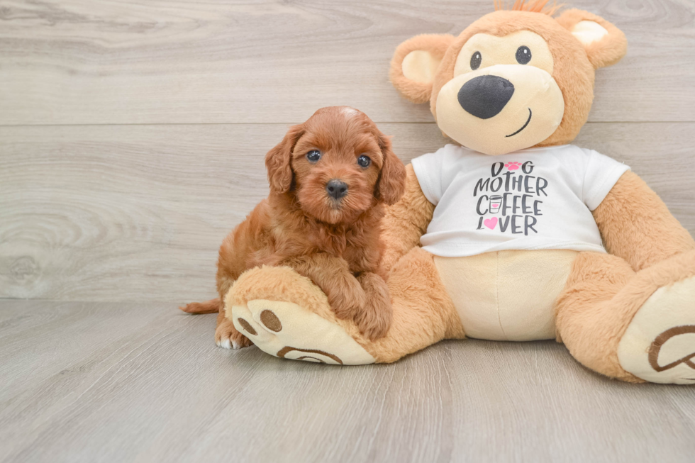 Best Cavapoo Baby