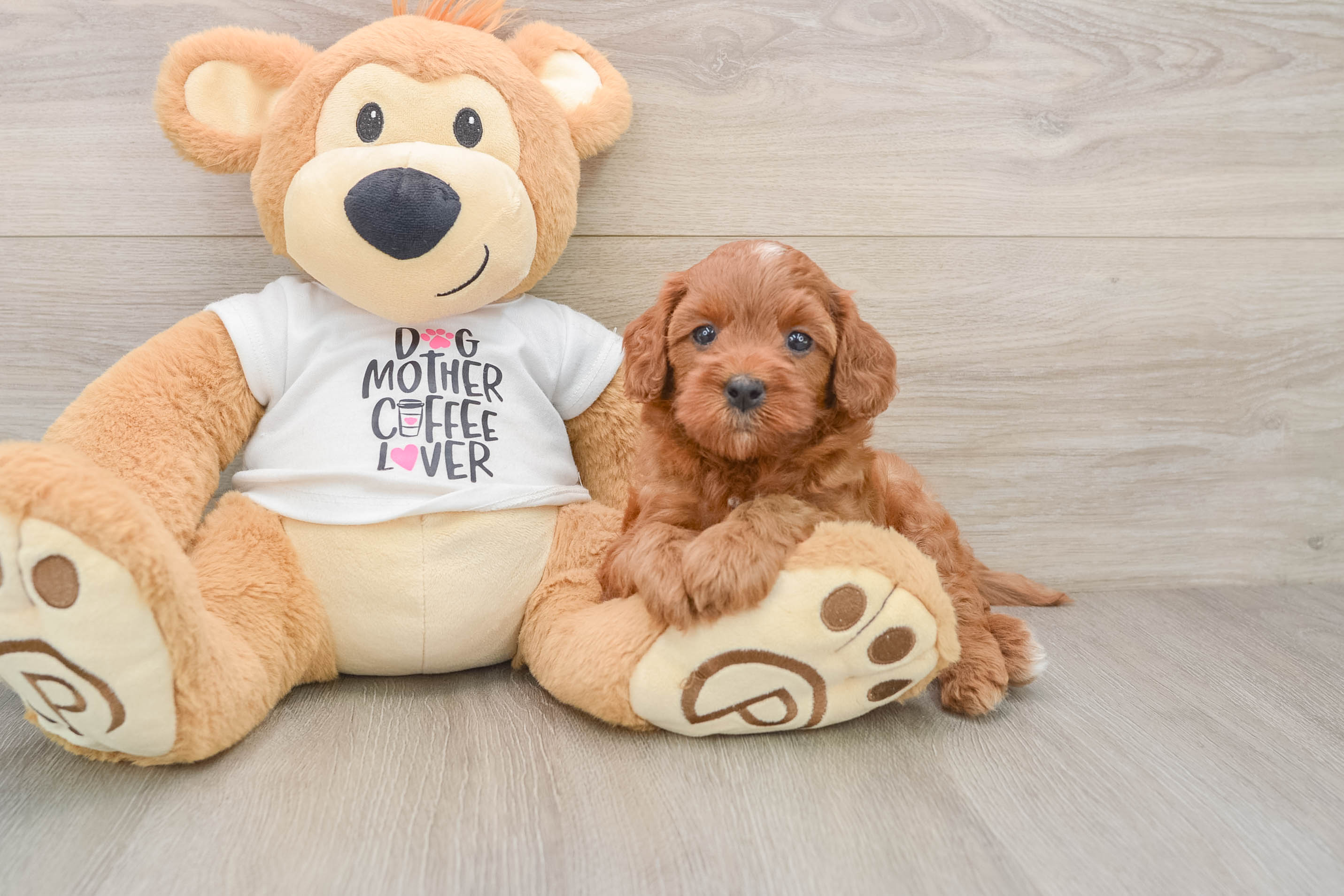 Hypoallergenic Cavadoodle Poodle Mix Puppy