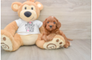 Hypoallergenic Cavadoodle Poodle Mix Puppy