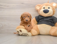 8 week old Cavapoo Puppy For Sale - Premier Pups