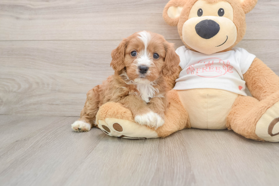 Small Cavapoo Baby