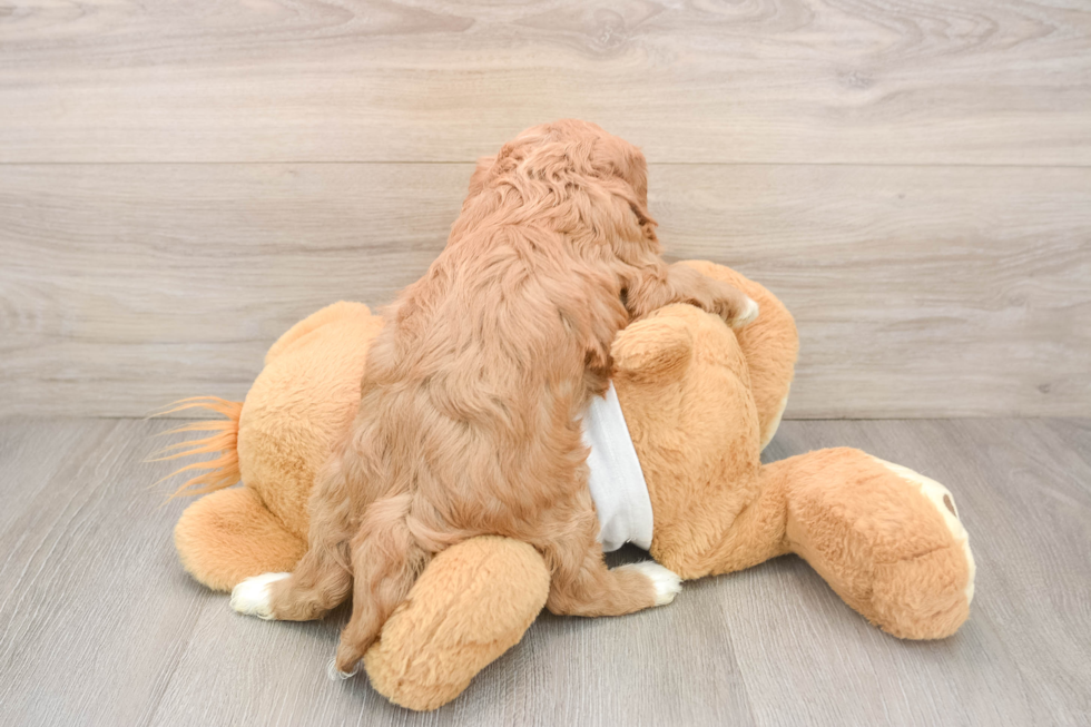 Best Cavapoo Baby