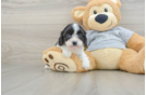 Best Cavapoo Baby