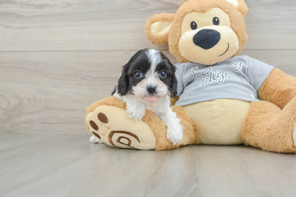 Best Cavapoo Baby