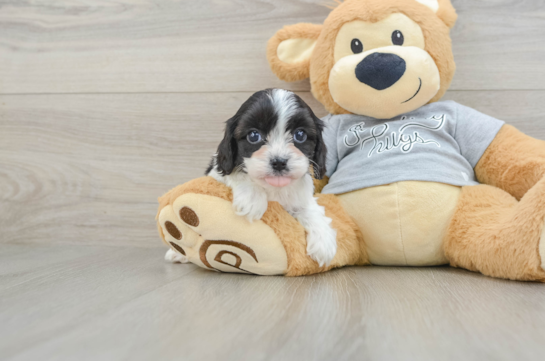 Best Cavapoo Baby