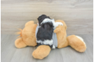 Cavapoo Puppy for Adoption