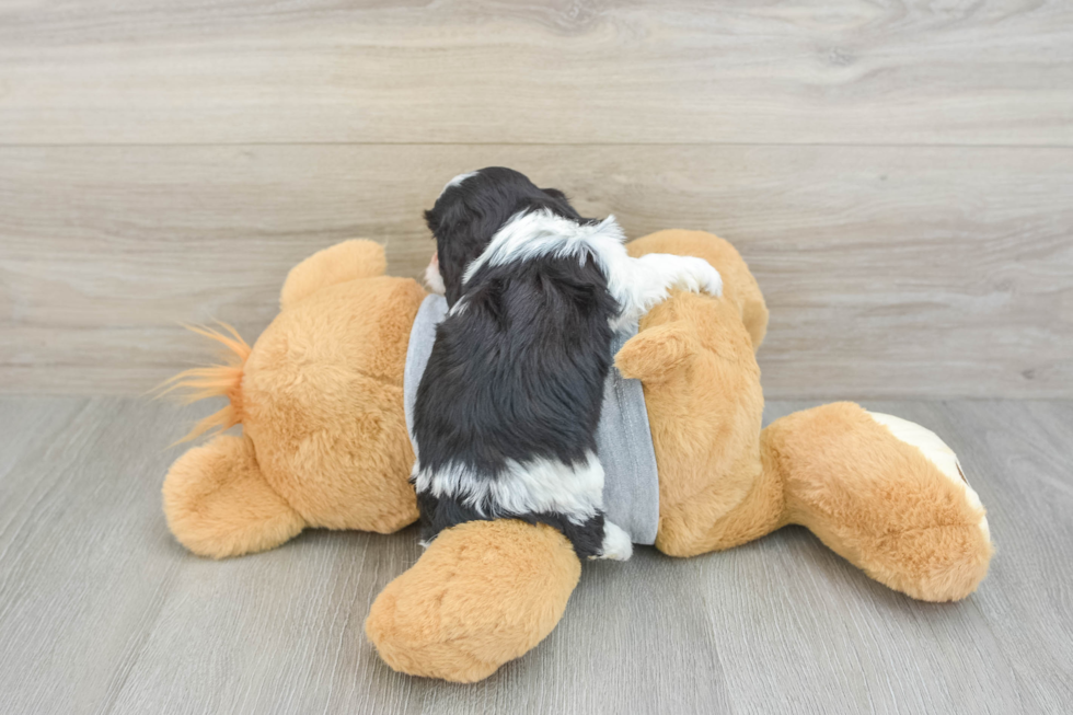 Cavapoo Puppy for Adoption