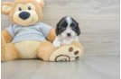 Best Cavapoo Baby