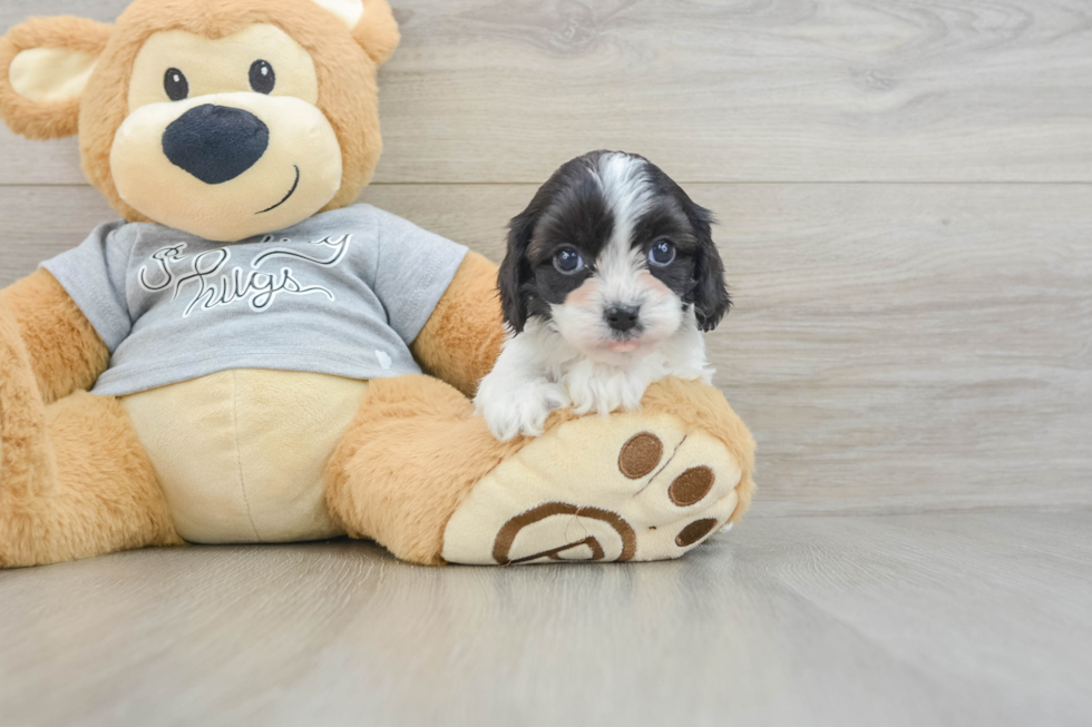 Best Cavapoo Baby
