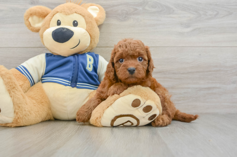 6 week old Cavapoo Puppy For Sale - Premier Pups