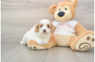 Cavapoo Puppy for Adoption