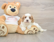 7 week old Cavapoo Puppy For Sale - Premier Pups