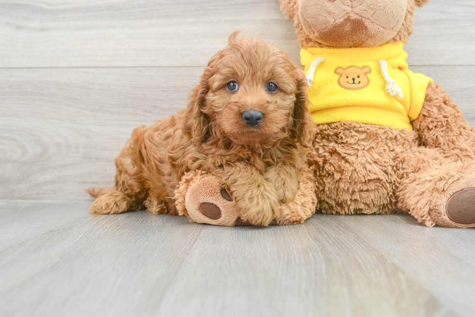 Cavapoo Pup Being Cute