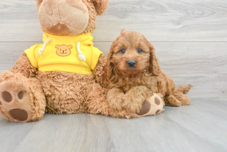 Fluffy Cavapoo Poodle Mix Pup