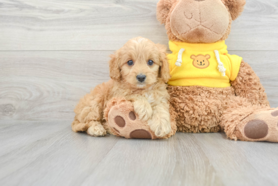 Cavapoo Puppy for Adoption