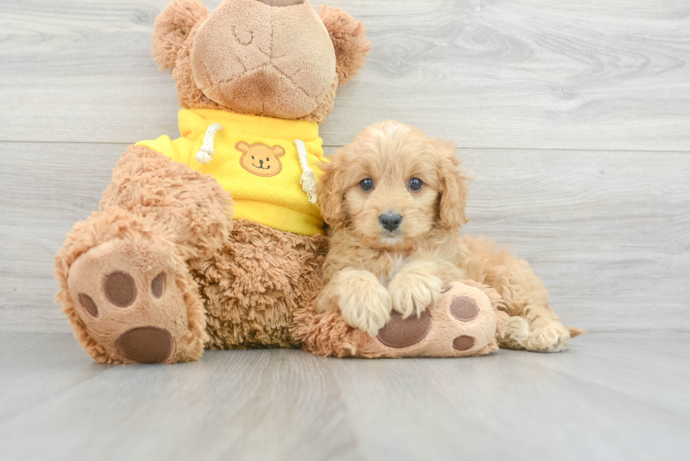 Cavapoo Pup Being Cute