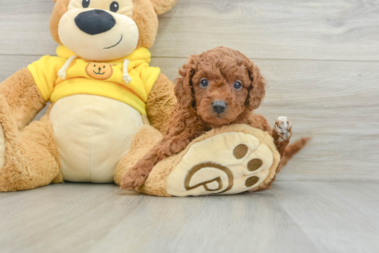 Cavapoo Puppy for Adoption