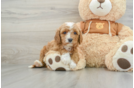 Cavapoo Pup Being Cute