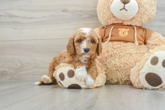 Cavapoo Pup Being Cute