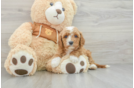 Adorable Cavalier King Charles Spaniel and Poodle Mix Poodle Mix Puppy