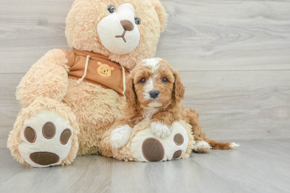 Adorable Cavalier King Charles Spaniel and Poodle Mix Poodle Mix Puppy