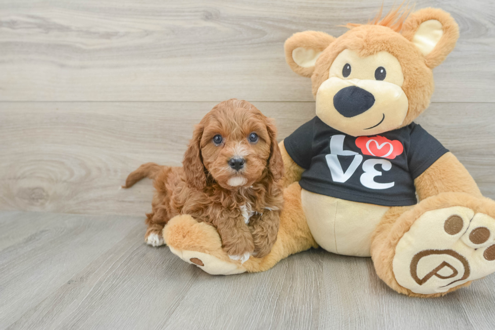 Friendly Cavapoo Baby