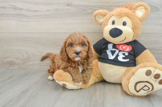 Friendly Cavapoo Baby