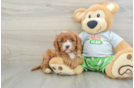 Friendly Cavapoo Baby