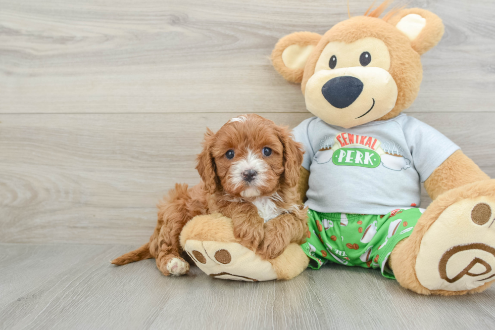 Friendly Cavapoo Baby