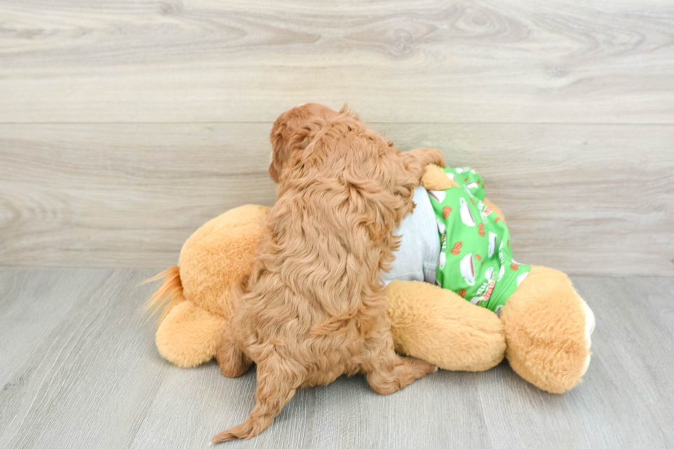 Cavapoo Pup Being Cute