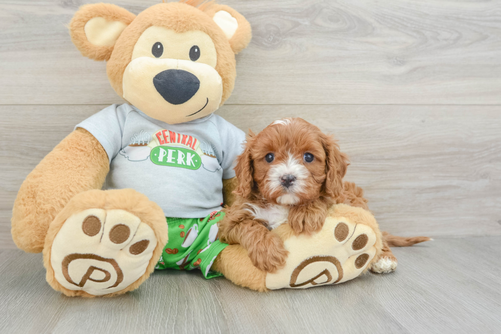 Cavapoo Pup Being Cute