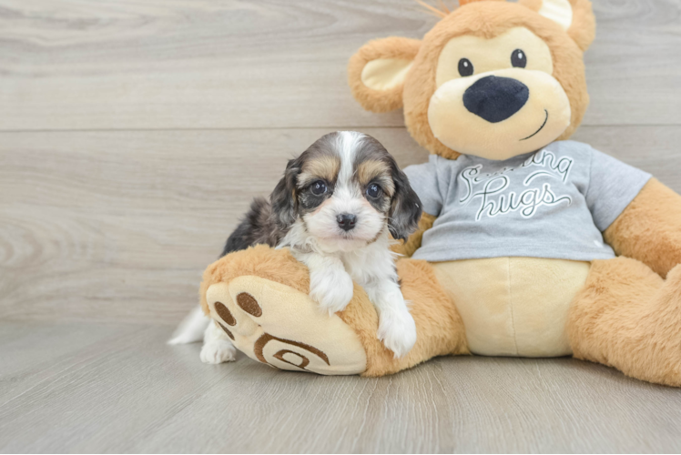 Funny Cavapoo Poodle Mix Pup