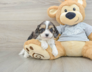 8 week old Cavapoo Puppy For Sale - Premier Pups
