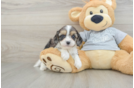 Funny Cavapoo Poodle Mix Pup