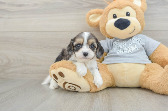 Funny Cavapoo Poodle Mix Pup