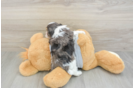 Best Cavapoo Baby