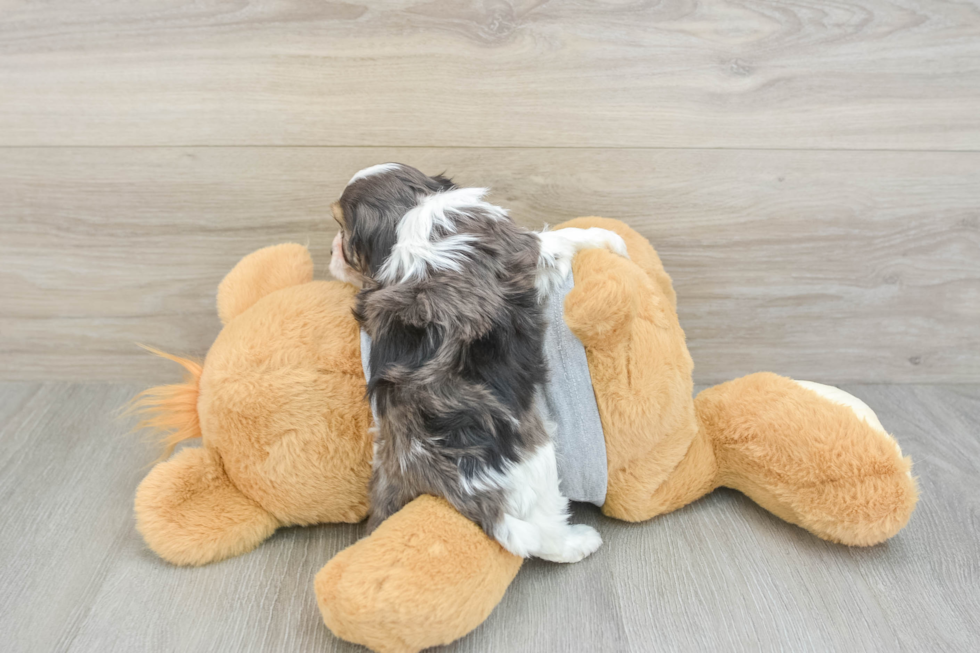 Best Cavapoo Baby