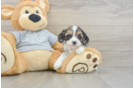Adorable Cavalier King Charles Spaniel and Poodle Mix Poodle Mix Puppy