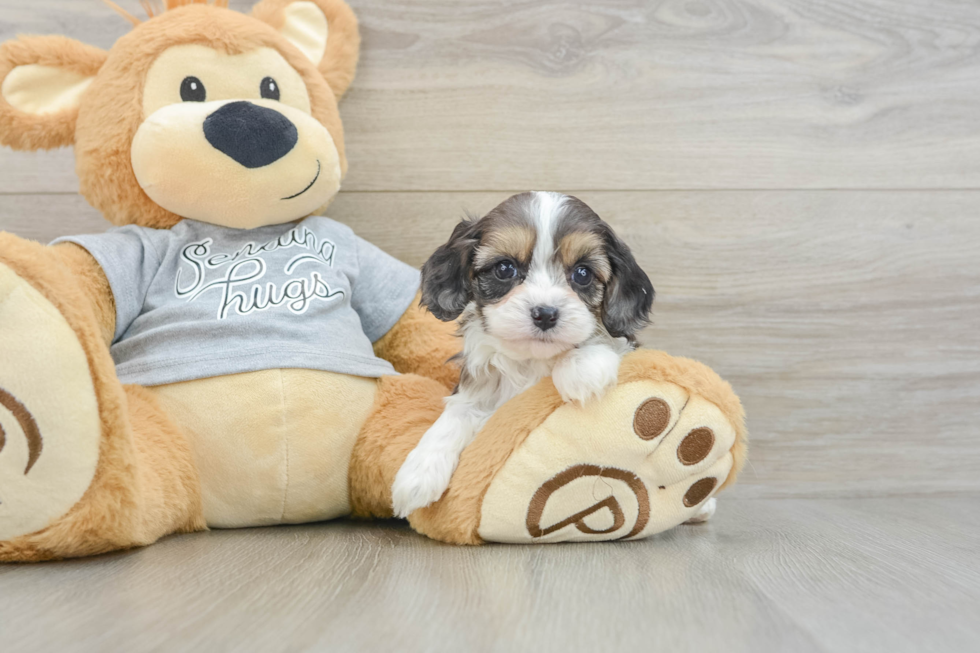 Adorable Cavalier King Charles Spaniel and Poodle Mix Poodle Mix Puppy
