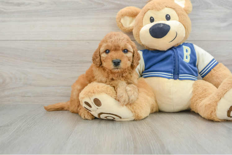 Best Cavapoo Baby