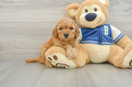 Best Cavapoo Baby