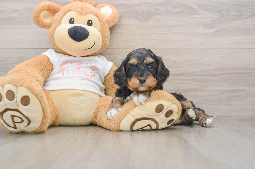 Cavapoo Puppy for Adoption