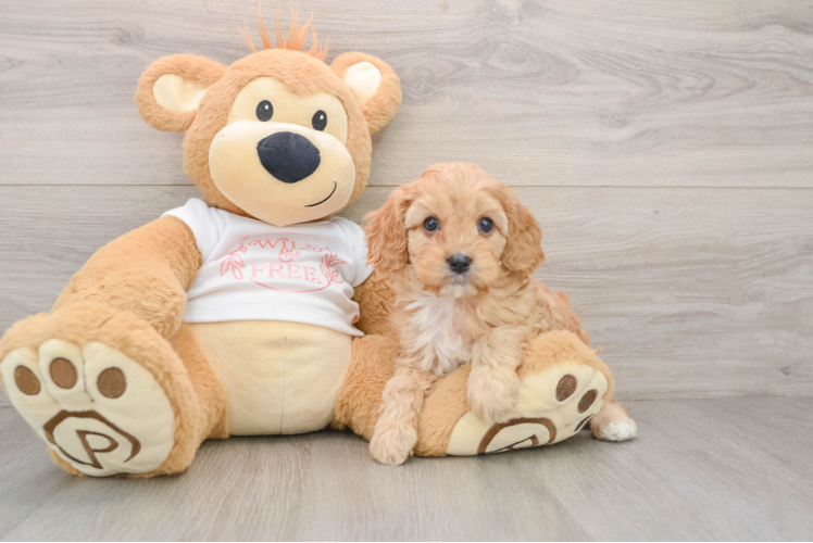 Fluffy Cavapoo Poodle Mix Pup