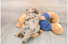 Energetic Cavoodle Poodle Mix Puppy