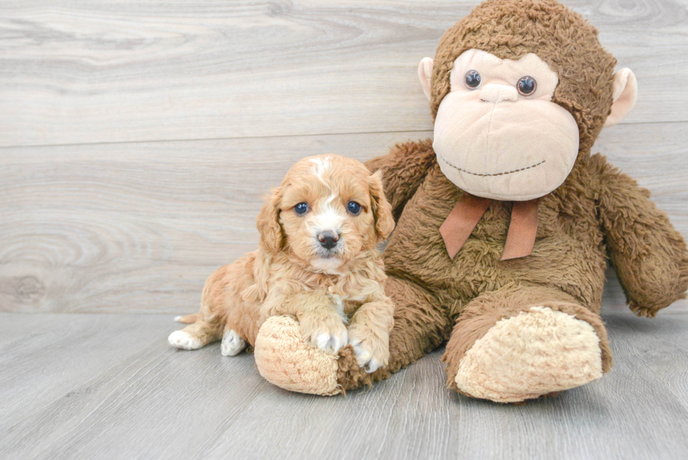 Best Cavapoo Baby