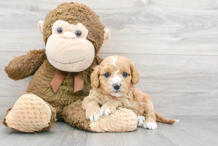 Cavapoo Pup Being Cute