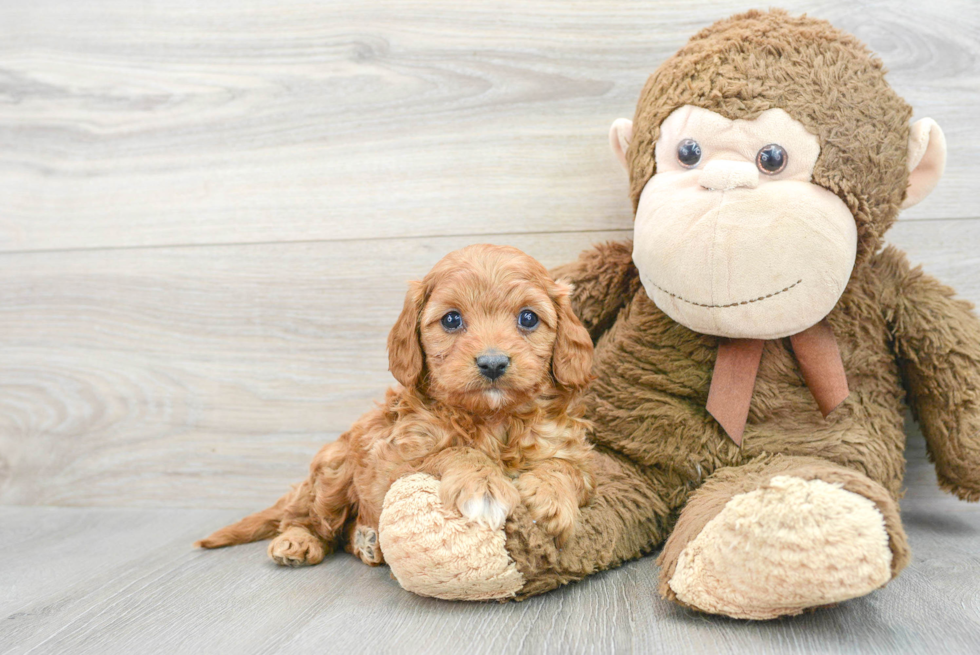 Funny Cavapoo Poodle Mix Pup