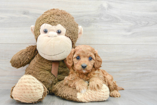 Adorable Cavoodle Poodle Mix Puppy