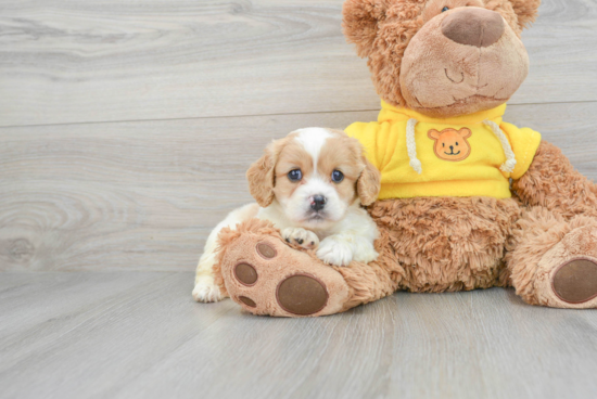 Petite Cavapoo Poodle Mix Pup